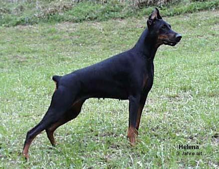 Helena del Fiorsilva | Black Doberman Pinscher