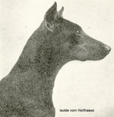 Isolde v. Herthasee | Black Doberman Pinscher