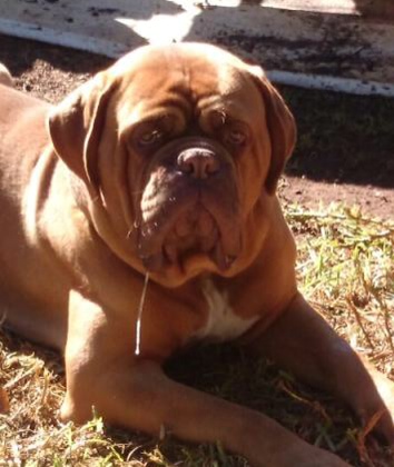 Moloscyg One Time Stan | Dogue de Bordeaux 