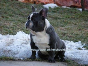 shark rocco | French Bulldog 