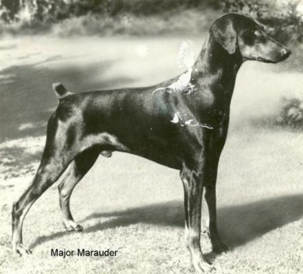 Major Marauder | Black Doberman Pinscher