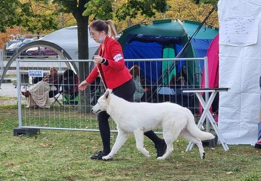 Erzkönig Evander von der Weißen Hexe | White Swiss Shepherd Dog 