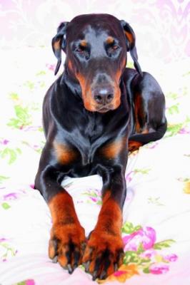 Russkaja Mechta Helina Hayley | Black Doberman Pinscher