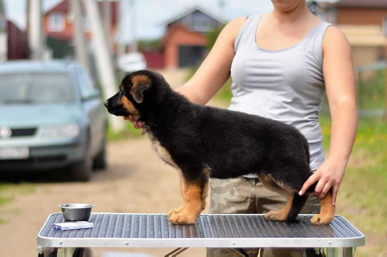 DIKTUM FAKTUM ARDGINA | German Shepherd Dog 