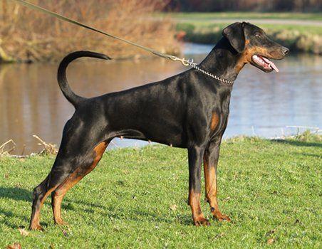 Russkaja Mechta Helina Harisma | Black Doberman Pinscher