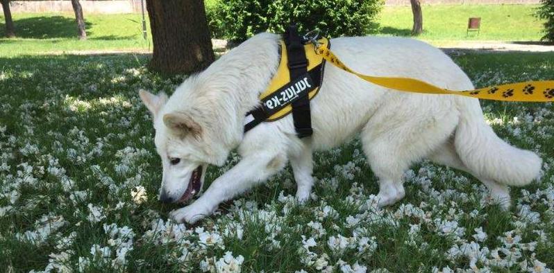 Nova Ahlitah Quest | White Swiss Shepherd Dog 