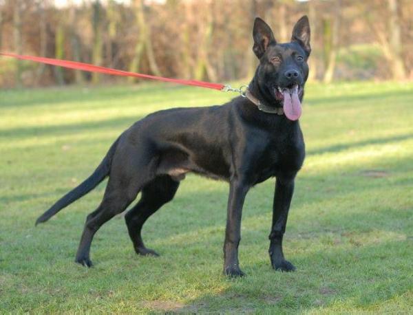 Yaro Luyken | Dutch Shepherd 