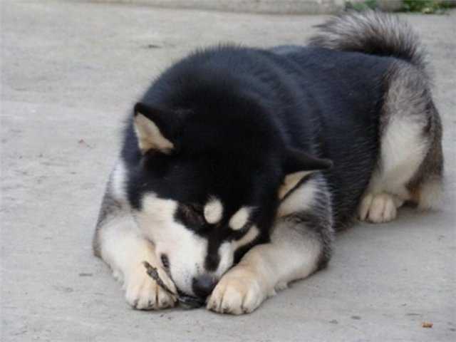 Yanki Malaya Alyaska | Alaskan Malamute 