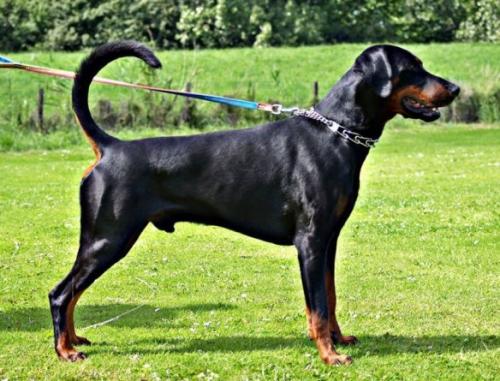 Russkaja Mechta Hedeon Herakles | Black Doberman Pinscher