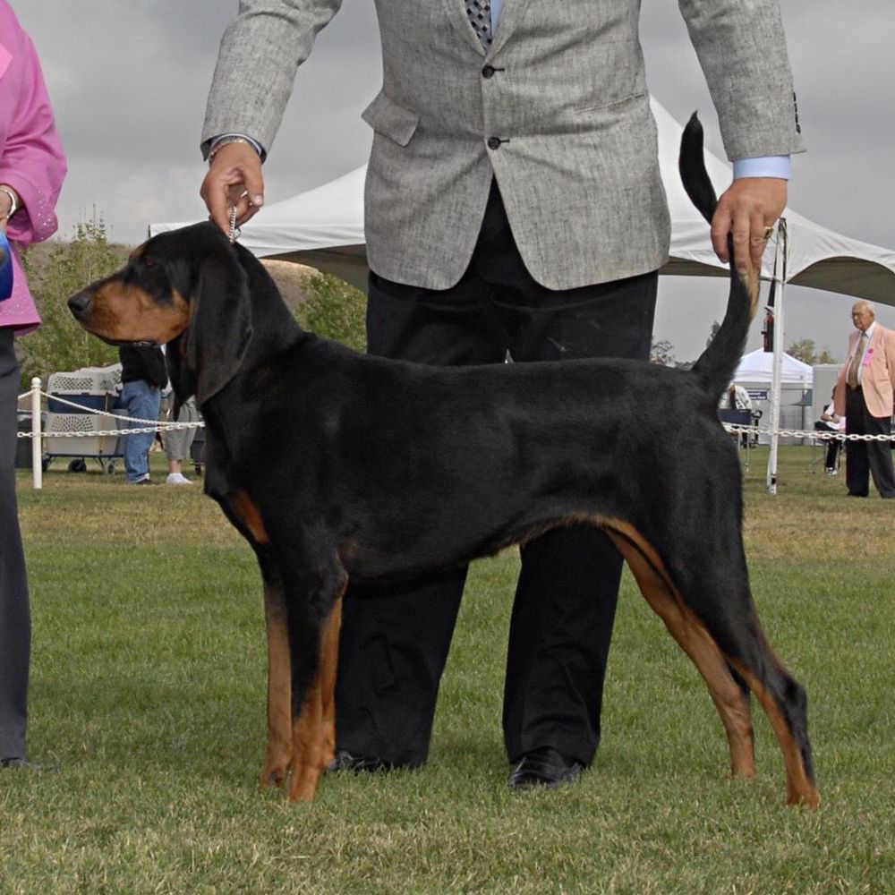 Fullmoon’s Fully Energized | Black and Tan Coonhound 