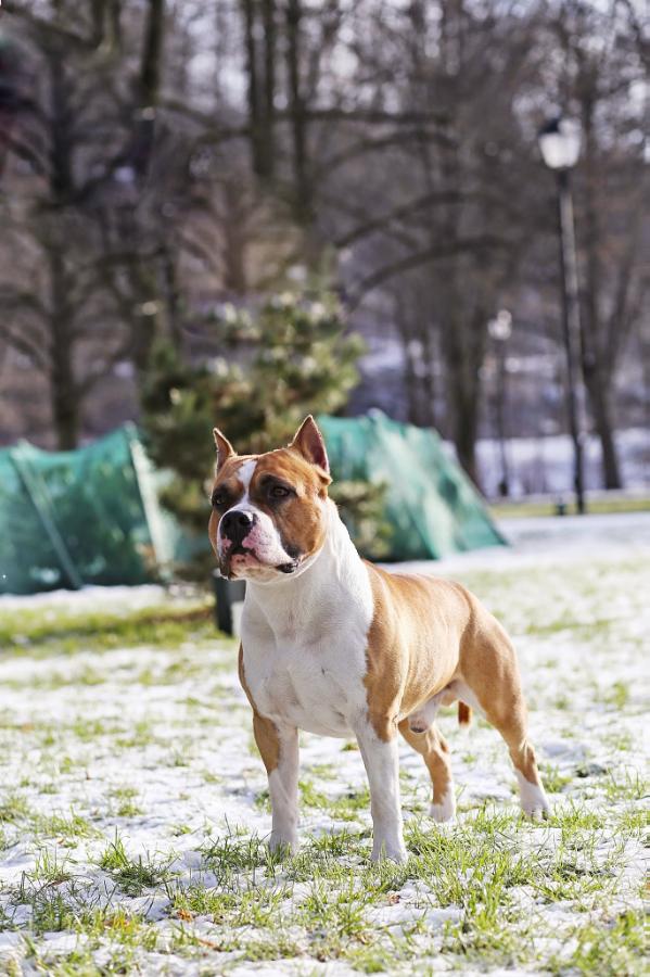 Phoenix Tipit Z Hanky | American Staffordshire Terrier 