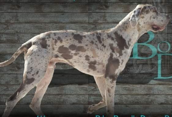SAPPHIREDANES LEGENDARY CAERUS OF THE BOONDOCKS | Great Dane 