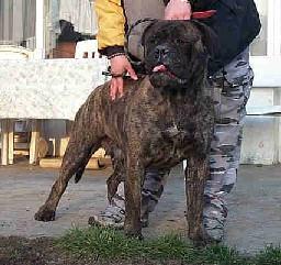 Korona Tamara | Bullmastiff 