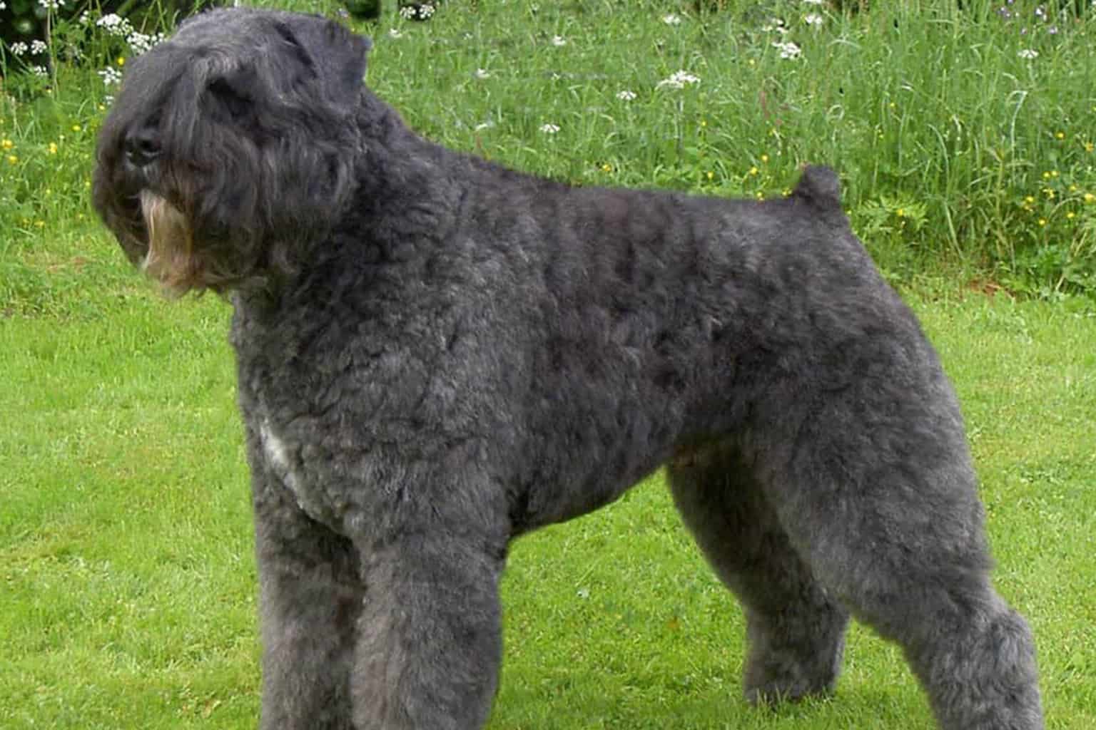 Bouvier des Flandres