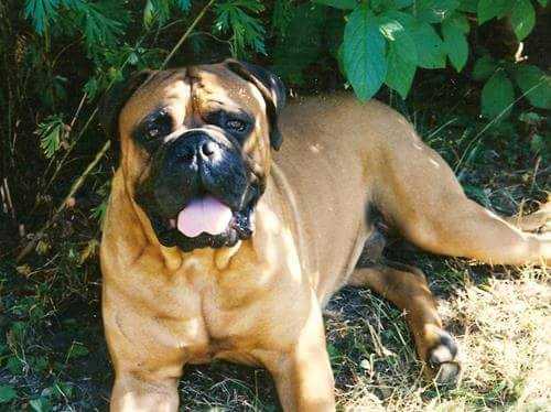 Tailwynde's SUPER MARIO | Bullmastiff 