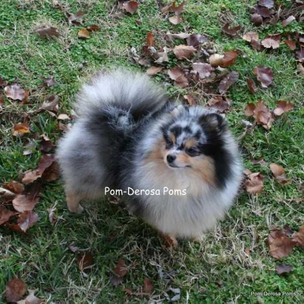 Pom-Derosa Merle Damion Rocks On | Pomeranian 