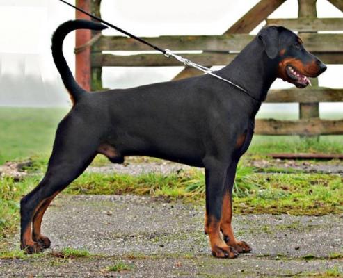 Russkaja Mechta Hedeon Helios | Black Doberman Pinscher