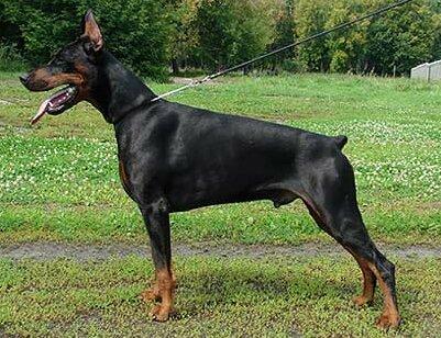 Smart Wood Hills Oberon | Black Doberman Pinscher