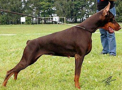 Smart Wood Hills Ono | Brown Doberman Pinscher