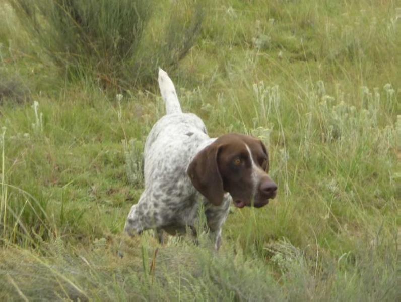 GOEDGEVONDEN GUAGE | German Shorthaired Pointer 