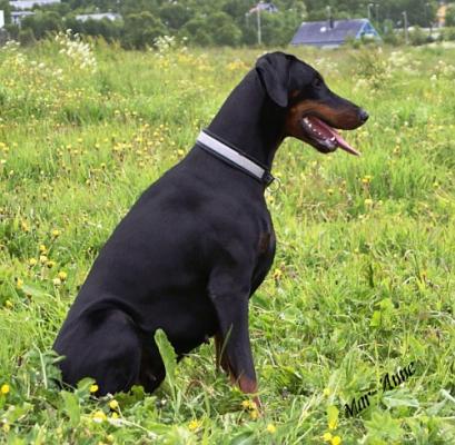 Karmelhofs  Pretty Paola | Black Doberman Pinscher