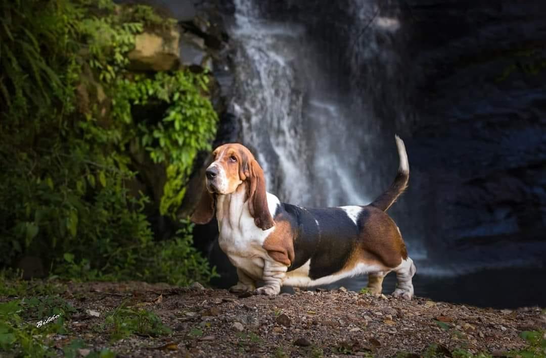 BRAVE BASSET I´M STILL SHINNING | Basset Hound 