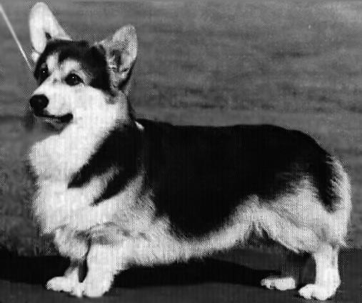 Belroyd Blackcap | Pembroke Welsh Corgi 