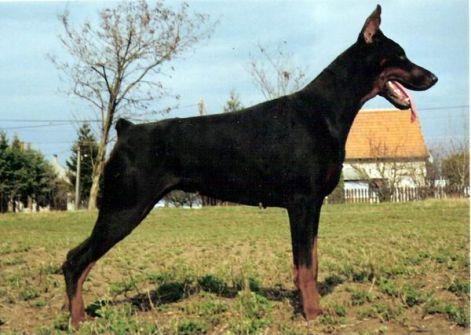 Tahi-Reme Xindy | Black Doberman Pinscher