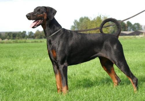 Gravin Mercedes v.h. Doberforest | Black Doberman Pinscher