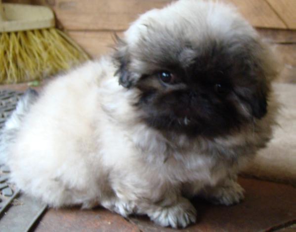 Mengla Happydong Arsusi | Pekingese 