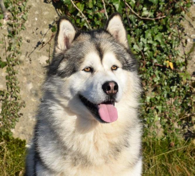 Call Iroquois ZHOWERLI | Alaskan Malamute 