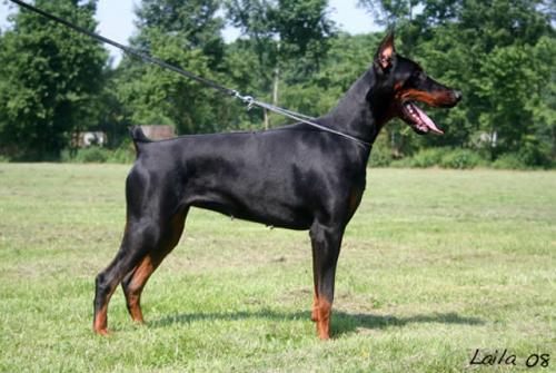 Eria Pro Fioreture | Black Doberman Pinscher