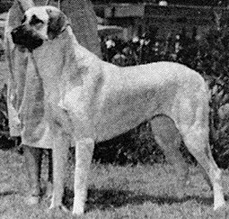 Sakarya's Kira | Anatolian Shepherd Dog 