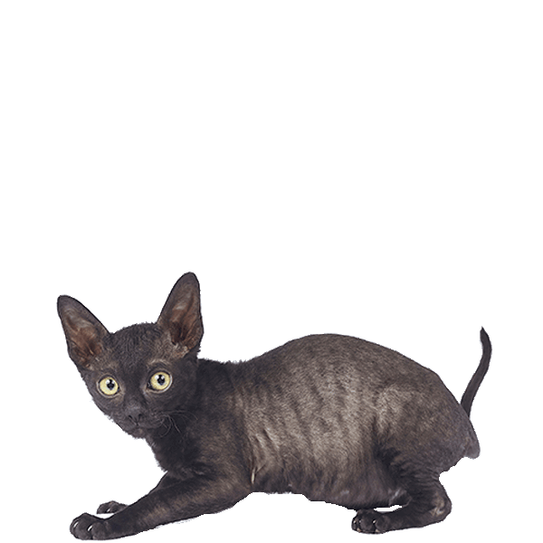 Cornish Rex