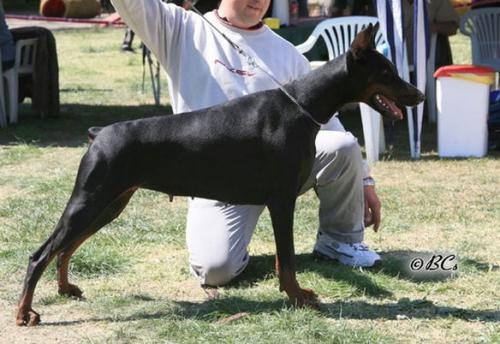 Tahi-Reme Olivia | Black Doberman Pinscher