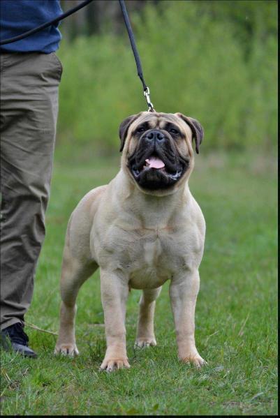 Full House Bull's Remind Me Sunshine | Bullmastiff 