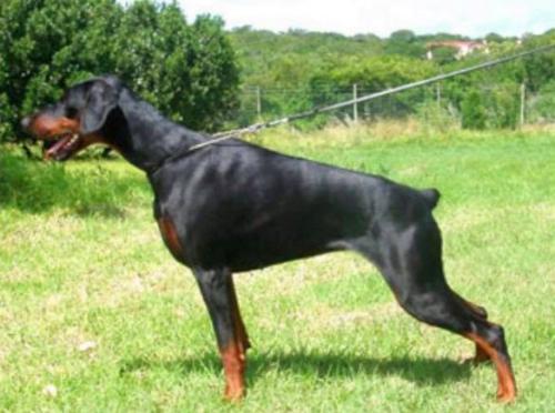 Chaldonne Shayla | Black Doberman Pinscher