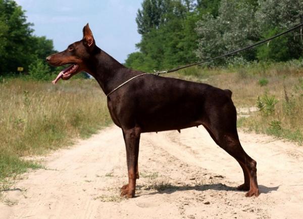 Tahi-Réme Yasmine | Brown Doberman Pinscher