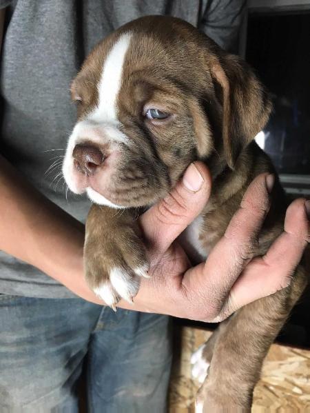 Vega's Roxanne | Olde English Bulldogge 