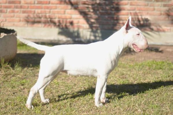 Lord White Misteria | Bull Terrier 