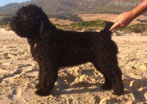 Uva Pasa de los Caetes | Spanish Water Dog 