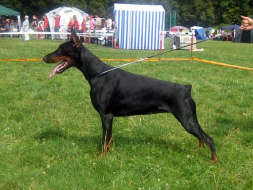 Bahrat-Bayadera v. Anberi | Black Doberman Pinscher