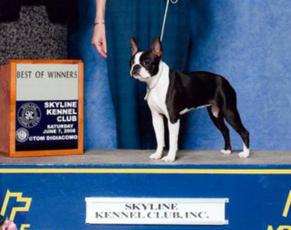 Fiveforks' Opal's Quite A Trick | Boston Terrier 