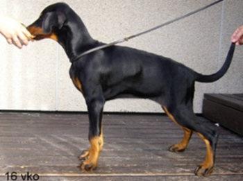 Walldobes Zandy Zeleya | Black Doberman Pinscher