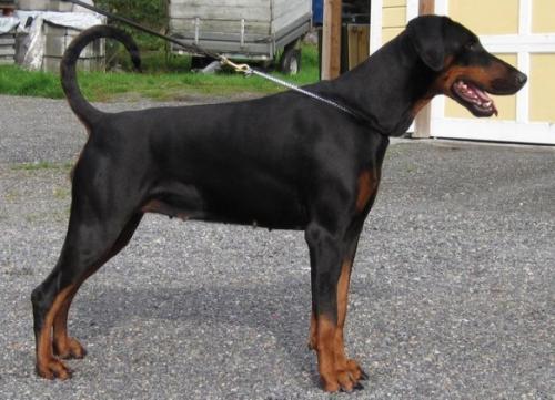 Torontos Unique | Black Doberman Pinscher