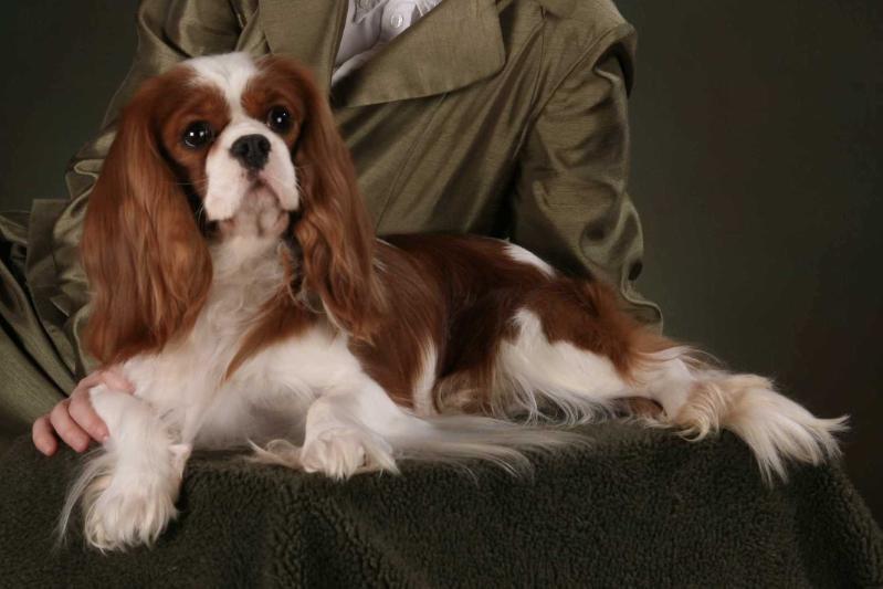 Crizwood Castle Griffin | Cavalier King Charles Spaniel 