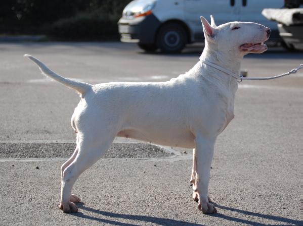 Bullywood Candy Girl | Bull Terrier 