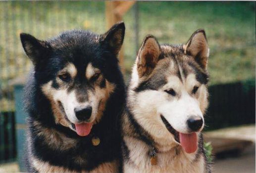 Cold Valley's Utinaumbra | Alaskan Malamute 