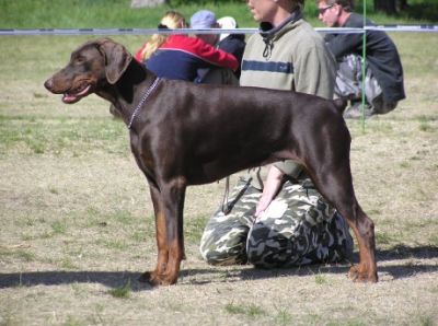 Hera Henrieta Morgantina | Brown Doberman Pinscher