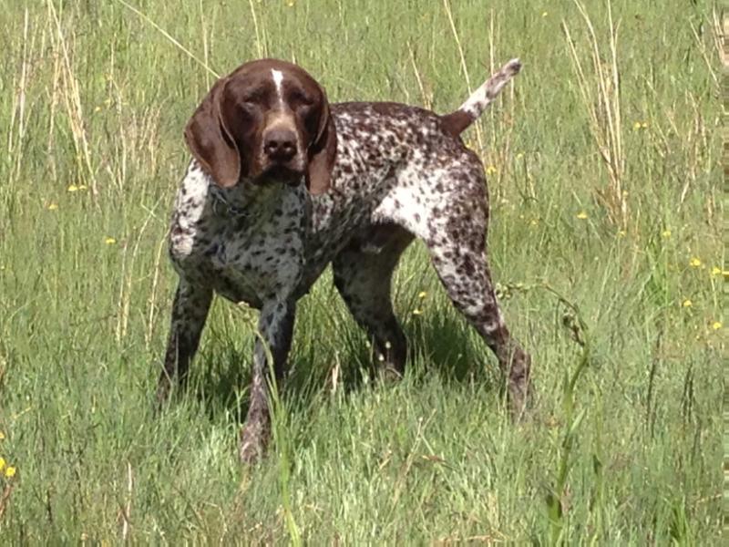 KYNIGOS KYON TITAN | German Shorthaired Pointer 